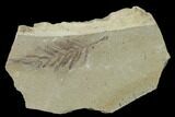 Dawn Redwood (Metasequoia) Fossil - Montana #135737-1